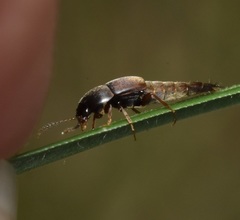 Sepedophilus marshami
