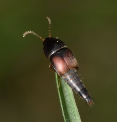 Sepedophilus marshami