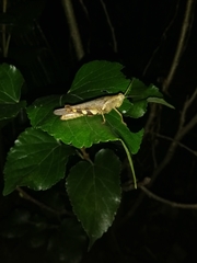 Xenocatantops humilis