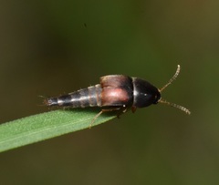 Sepedophilus marshami