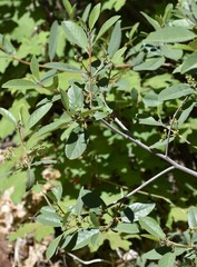 Frangula californica ursina