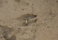 Mazama gouazoubira