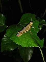 Xenocatantops humilis