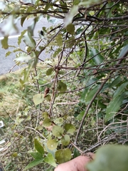 Brachyglottis sciadophila