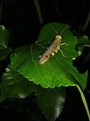 Xenocatantops humilis