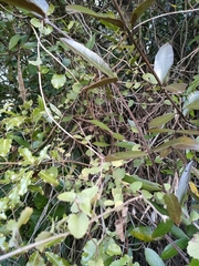 Brachyglottis sciadophila