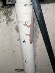 Hemidactylus frenatus