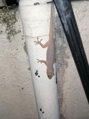 Hemidactylus frenatus