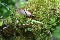 Pterophylla beltrani