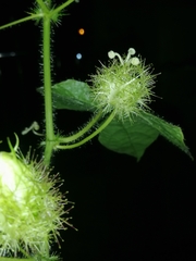 Passiflora foetida