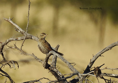 Cincloramphus cruralis