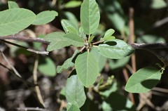 Frangula californica ursina