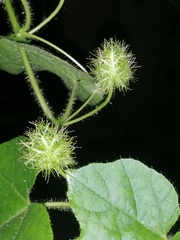 Passiflora foetida
