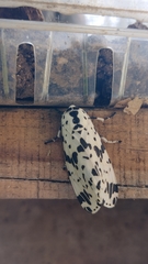 Hypercompe permaculata