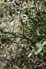 Frangula californica ursina