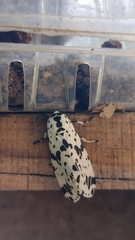 Hypercompe permaculata