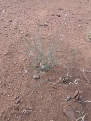 Astragalus episcopus