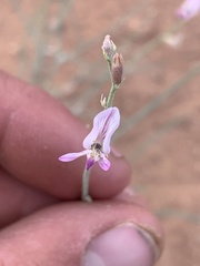 Astragalus episcopus