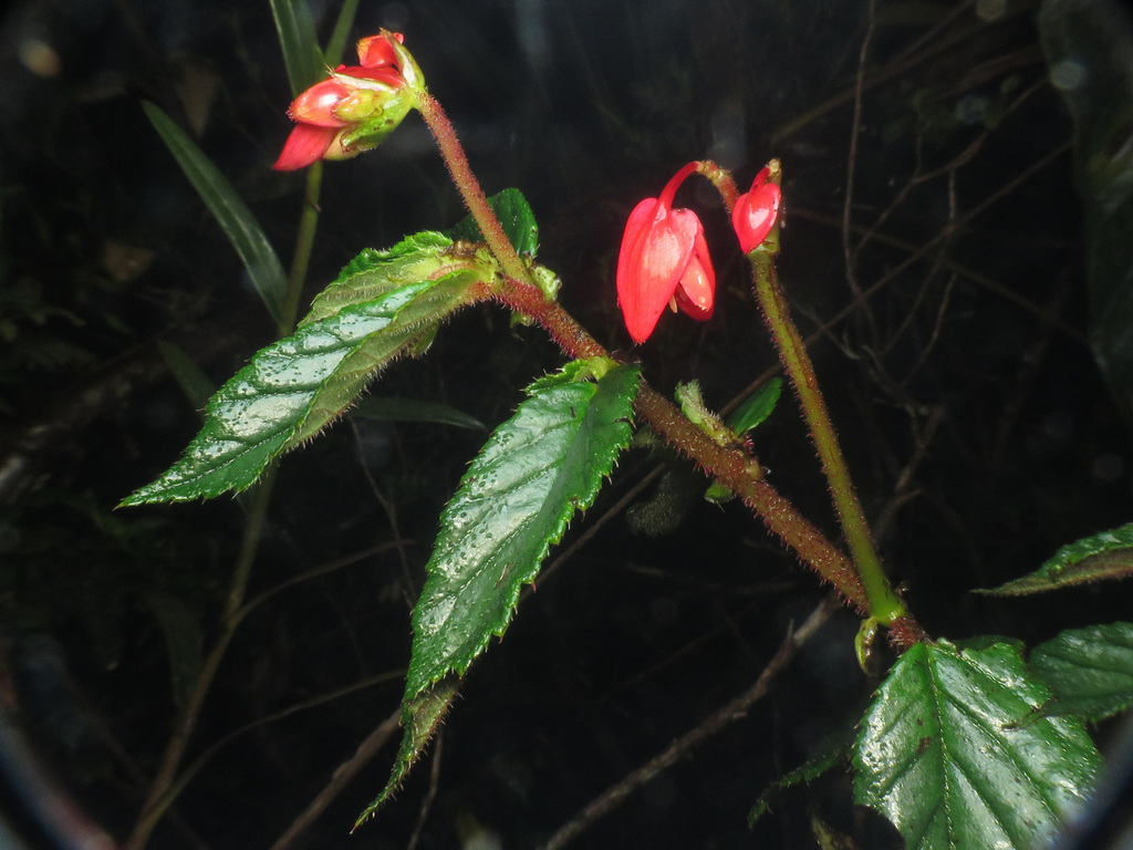 Begonia antioquensis