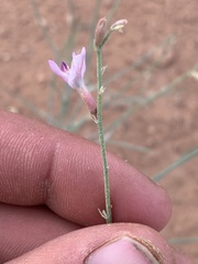 Astragalus episcopus