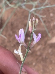 Astragalus episcopus