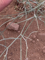 Astragalus episcopus