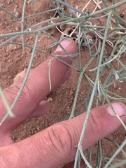 Astragalus episcopus