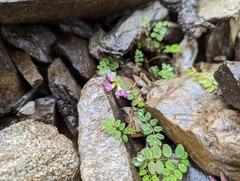 Astragalus nokoensis