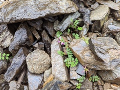 Astragalus nokoensis
