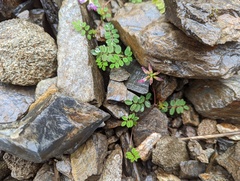 Astragalus nokoensis