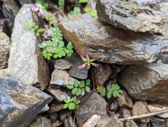 Astragalus nokoensis
