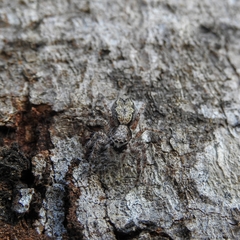 Platycryptus