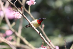 Aethopyga christinae