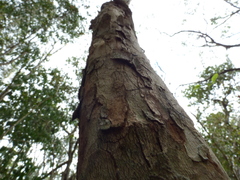 Thouinia paucidentata