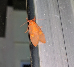 Ammatho roseororatus
