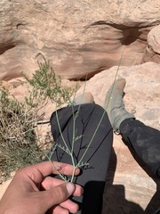 Astragalus harrisonii