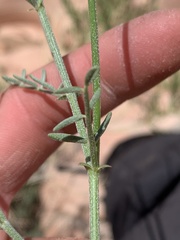 Astragalus harrisonii