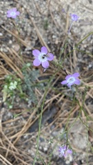 Gilia leptantha purpusii