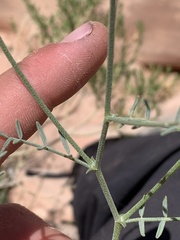 Astragalus harrisonii