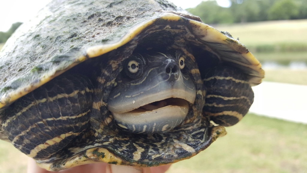 Photo by Andrew Brinker