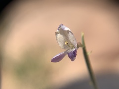 Astragalus harrisonii