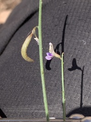 Astragalus harrisonii