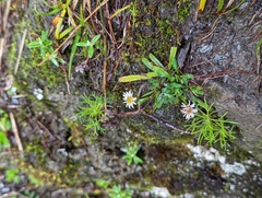 Erigeron morrisonensis