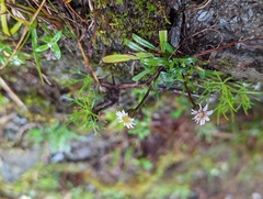Erigeron morrisonensis