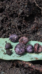 Hallingea purpurea