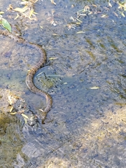 Nerodia sipedon sipedon