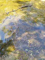 Nerodia sipedon sipedon