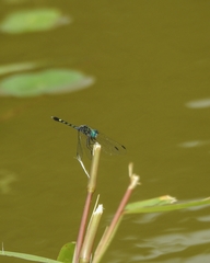 Micrathyria ocellata