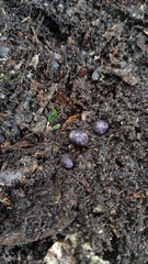 Hallingea purpurea