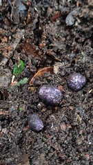 Hallingea purpurea